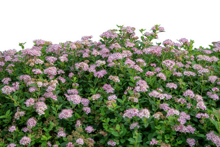 Vibrant Pink Spirea Shrub on White Background