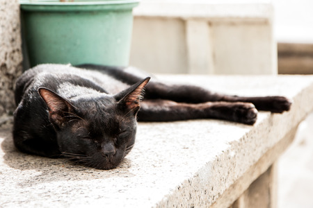 Black Cat Sleepの写真素材