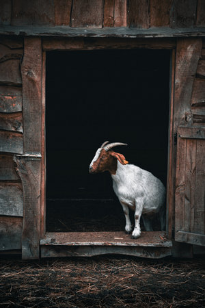 Goat looking out from an open barn door, capturing a moment of curiosity and rural charm in a countryside setting.の写真素材
