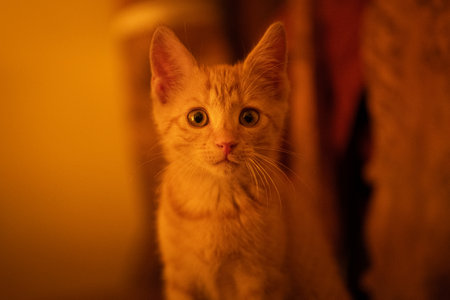 Cute ginger kitten with yellow eyes looking at the camera. Shallow depth of field.の写真素材