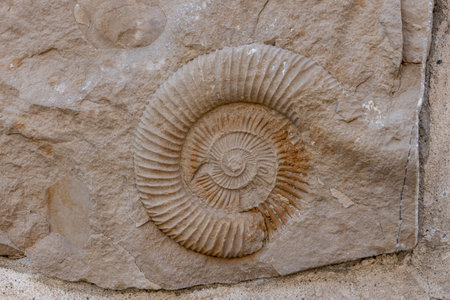 Close-up of an ammonite fossil embedded in rock, showing detailed spiral structure and natural textures.の写真素材