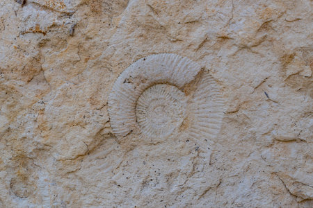 Close-up of an ammonite fossil embedded in rock, showing detailed spiral structure and natural textures.の写真素材