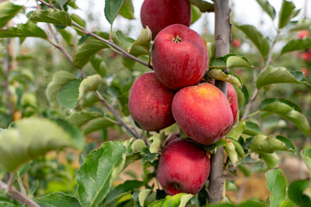 Detailed close-up of ripe red apples hanging on tree branches in an apple orchard, ready for harvest.の写真素材