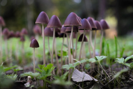 Group of Psathyrella conopilus mushrooms growing on forest soil, with a mysterious vibe in the...