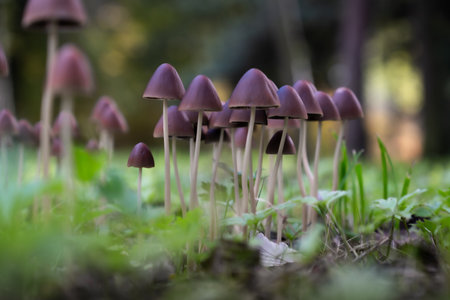 Group of Psathyrella conopilus mushrooms growing on forest soil, with a mysterious vibe in the...