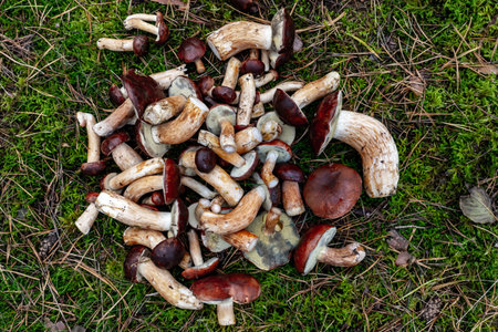 A pile of freshly picked Polish mushrooms lying on soft green moss in the forest, creating a natural autumn composition.の写真素材