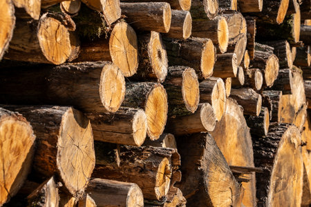 Spilled logs stacked on a roadside after tree cutting, illustrating deforestation and negative impact on forests and the ecosystem.の写真素材