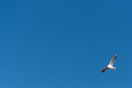 A lone seagull soaring in the clear blue sky. Minimalistic composition with large empty space, ideal for copy or design overlay.の写真素材