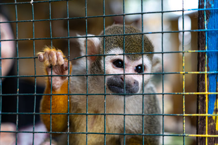 A small monkey sits behind metal bars inside a cage, symbolizing animal captivity and the ethical concerns of wildlife in confinement.の写真素材