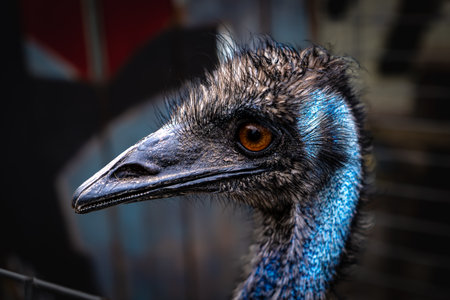 Close-up of an ostrich head, showing its vibrant feathers, textured skin, and expressive eyes, highlighting the beauty and detail of this large bird.の写真素材