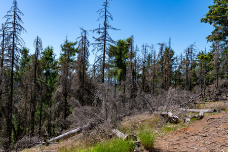 Dry trees killed by bark beetle infestation, showing serious damage to forests and threats to ecosystems and natural habitats.の写真素材