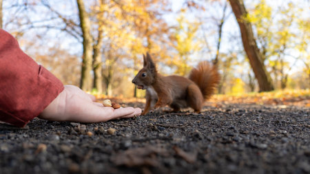 Wild squirrel takes a nut directly from a human hand on the forest ground showing close human wildlife contact.の写真素材