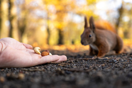 Curious wild squirrel carefully approaches a human hand with nuts on forest ground showing human wildlife interaction and caution messageの写真素材
