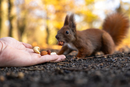 Wild squirrel holds a nut in its teeth after taking it from a human hand on forest groundの写真素材
