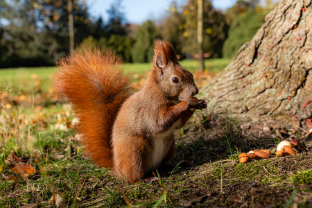 A wild squirrel eats a nut beside a tree with more nuts on the ground, showing natural wildlife...