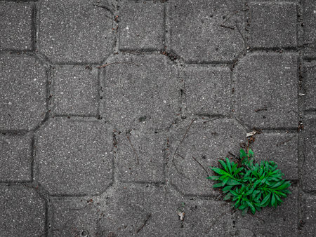 A single green weed growing through a crack in cobblestone pavement. Positioned by rule-of-thirds with plenty of negative space. Symbol of resilience and nature.の写真素材