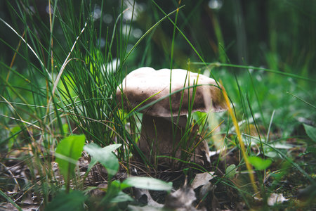 Close-up of a fresh white porcini mushroom growing in a forest environment. Edible and prized wild mushroom.の写真素材