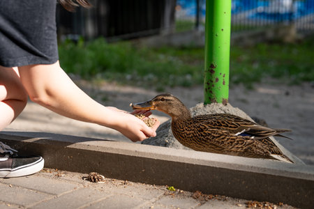 A person feeding a duck from their hand in an outdoor setting. Close human-animal interaction.の写真素材