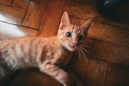 Close-up of an adorable orange tabby kitten. The kittens big eyes and fluffy fur make it a perfect...