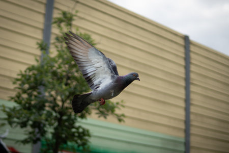 A pigeon captured mid-air with wings spread wide. The dynamic pose and motion freeze highlight the grace and elegance of the bird in flight.の写真素材
