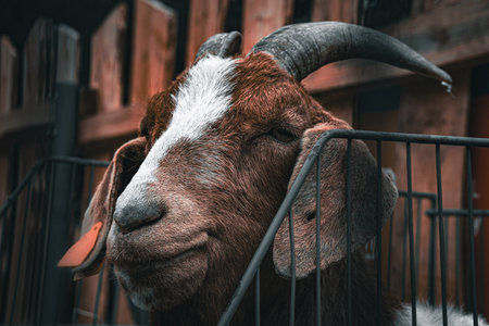 Close-up of a goat's face showing its features and expression.