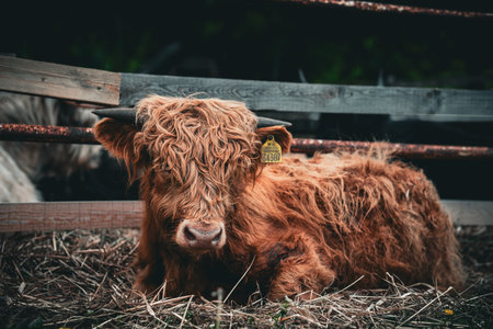 A young Highland cow with long, shaggy fur lies on a bed of straw inside a wooden pen. The calf has a yellow ear tag and its horns are just starting to grow.の写真素材