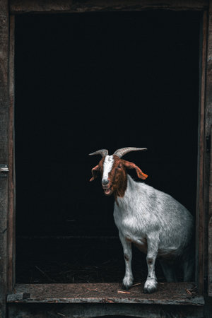 Goat looking out from an open barn door, capturing a moment of curiosity and rural charm in a countryside setting.の写真素材