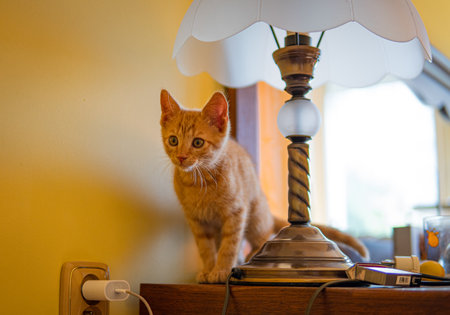 Cute orange tabby kitten standing on a wooden nightstand beside a vintage lamp. The curious cat looks alert in a cozy indoor setting with soft lighting.の写真素材