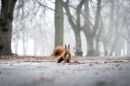 A curious squirrel sits on the damp, leaf-covered ground in a foggy autumn forest, gazing into the camera.の写真素材