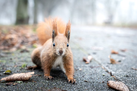 A small squirrel looks directly at the camera on the damp, leaf-covered forest floor in a foggy late autumn morning.の写真素材
