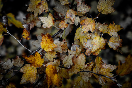 Bright yellow autumn leaves on a bush stand out against a mostly black-and-white background,...