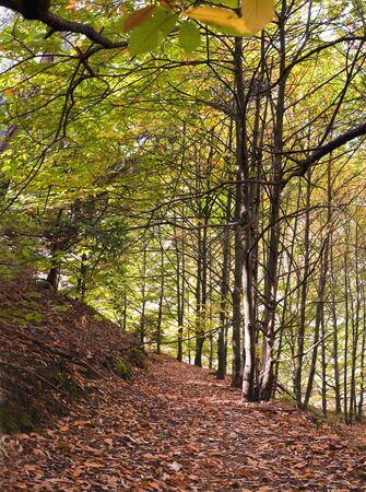 pathwayの写真素材