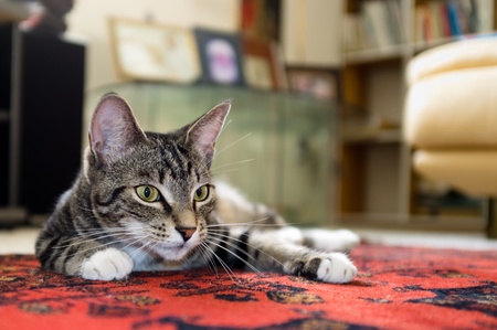 Cute tabby kitten lounging at homeの写真素材