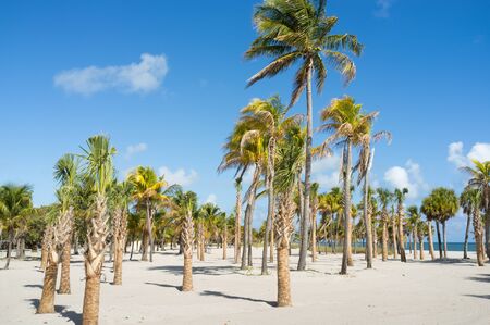 Beautiful Crandon Park Beach in Miamiの写真素材