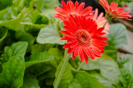 Close up view of a gerbera daisy.の写真素材
