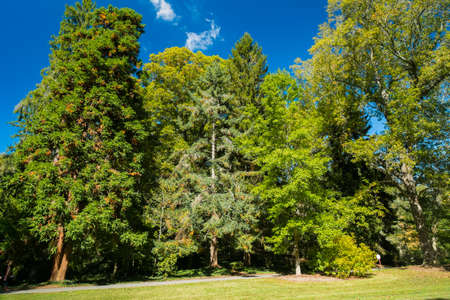 Scenic view of a forest with tall trees and lush landscape with fall colors 