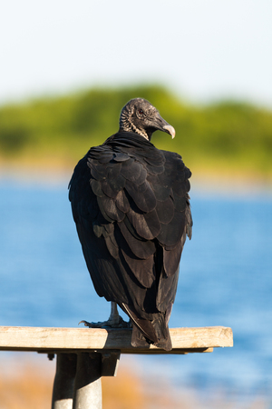 Black vulture perched on a park bench in the Florida Everglades.の写真素材