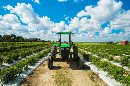 Agricultural tomato field with a farming tractor のeditorial素材