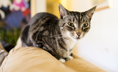 Close up view of a pretty female domestic tabby cat in a home setting.の写真素材