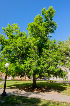 Typical American college campus.の写真素材