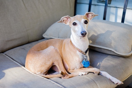 Portrait of a Italian Greyhound dog in a home setting の写真素材