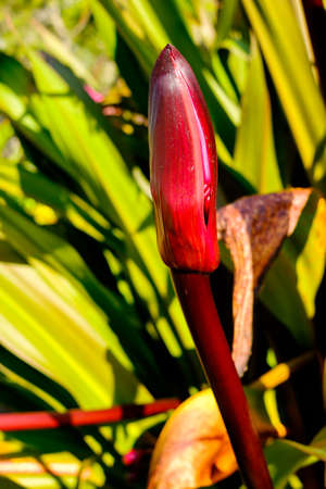 Close up view of blooming flowers.の写真素材