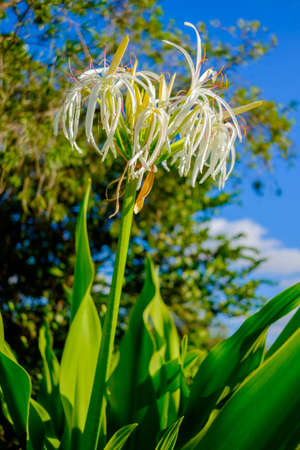 Close up view of blooming flowers.の写真素材