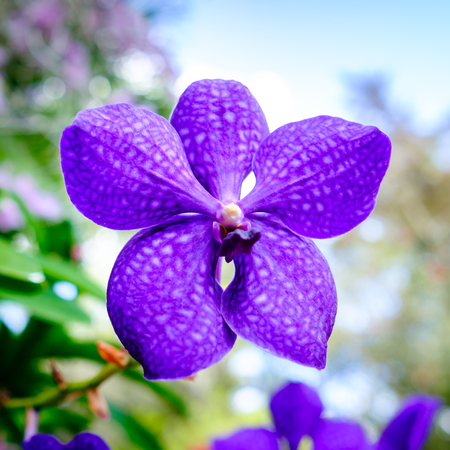 Close up view of a beautiful exotic orchid flower.の写真素材
