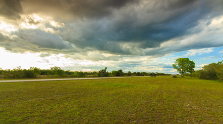 Beautiful dramatic landscape of the Grand Cypress Preserve in the Florida Everglades.の写真素材