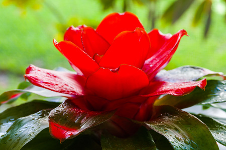 Close up view of beautiful red bromeliad plant.の写真素材