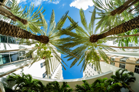 Beautiful Miami Beach fish eye cityscape with art deco architecture and palm trees.の写真素材