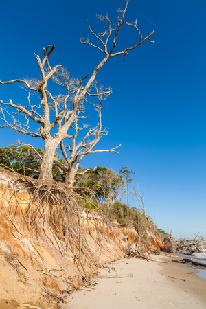 Natural erosion along the shoreline on Big Talbot Island in Jacksonville.の写真素材