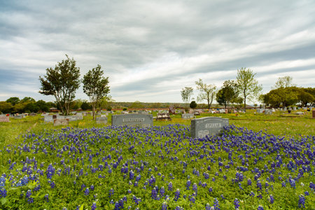 Dripping Springs, Texas USA - April 6, 2016: Phillips Cemetery with bluebonnets on a cloudy stormy day in this small town in the Texas Hill Country.のeditorial素材