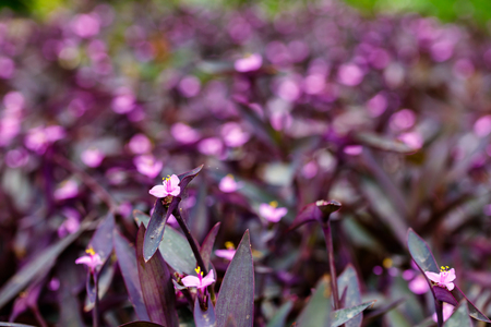 Close up view of a pretty blooming plant with purple flowers.の写真素材